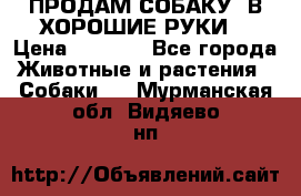 ПРОДАМ СОБАКУ  В ХОРОШИЕ РУКИ  › Цена ­ 4 000 - Все города Животные и растения » Собаки   . Мурманская обл.,Видяево нп